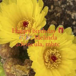 Beautiful Tiny Yellow  domino-like- cactus ( Double - Petaled-Flowers
