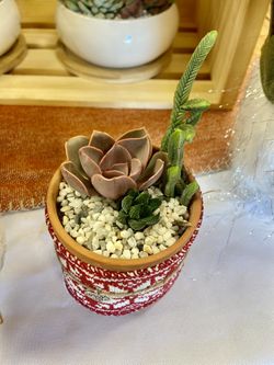 Christmas Succulents