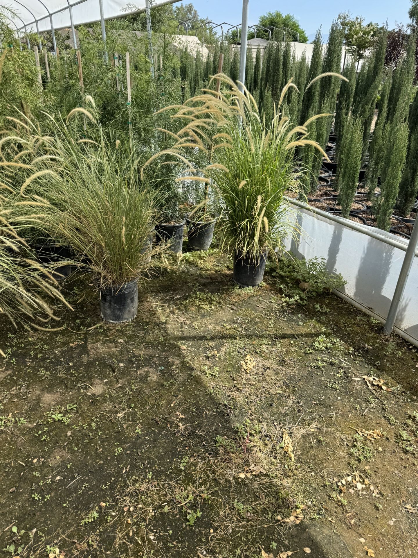 Grass 5 Gal Plants
