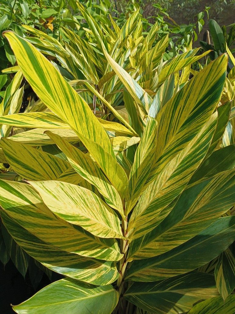 Variegated shell Ginger 7gl $25ππ