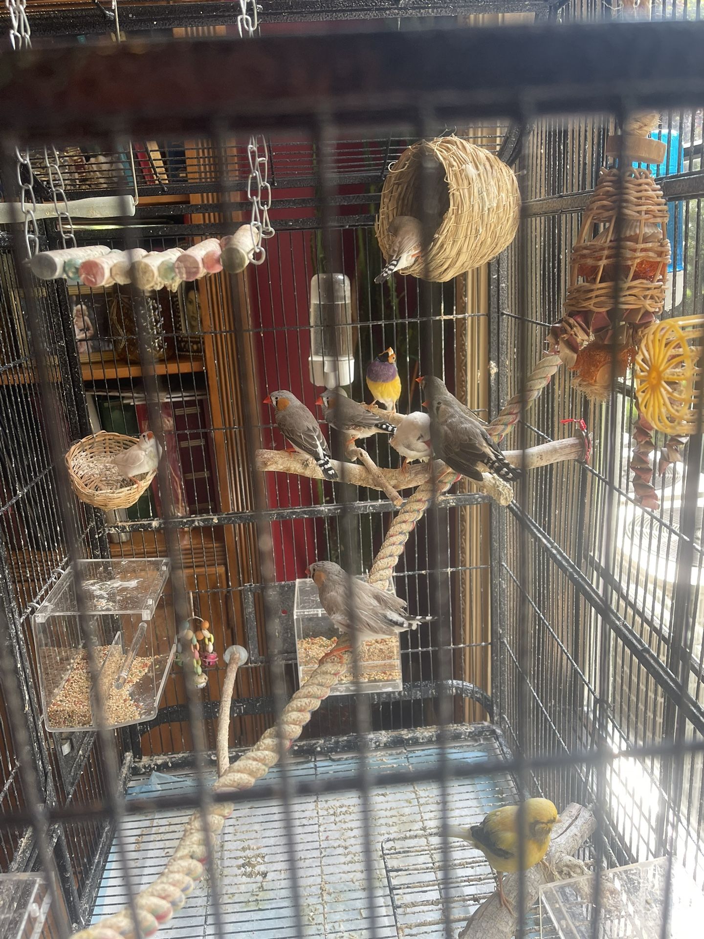 Finches And Canary With Beautiful Bird Cage
