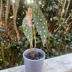 Begonia Polka Dots 