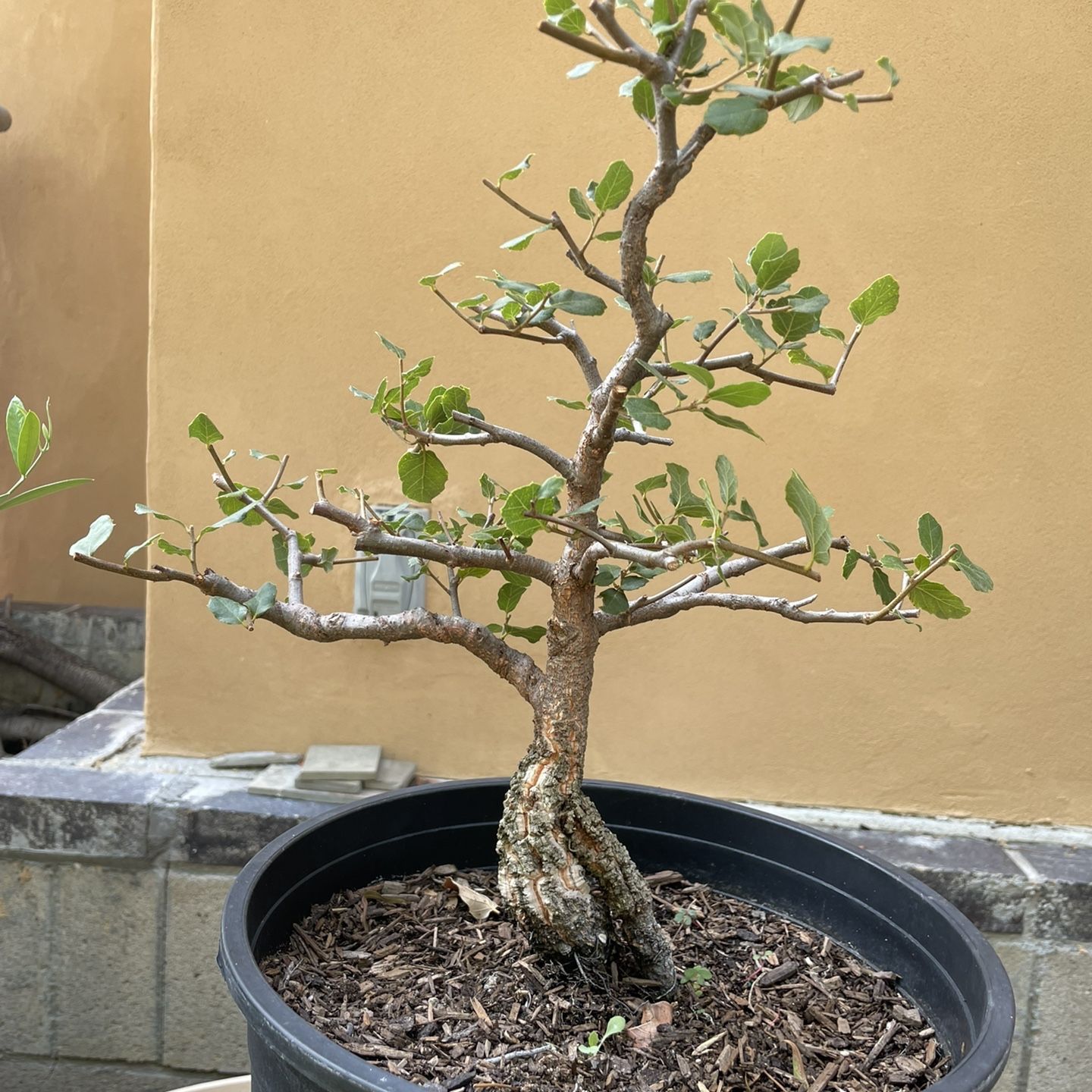 bonsai art abo Vertical Wall Art Bonsai Tree  Atelier Printworks