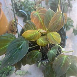 Philodendron Micans Plants