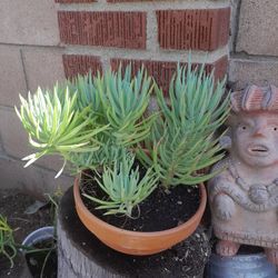 Succulent Plant In Cool Terracotta Planter