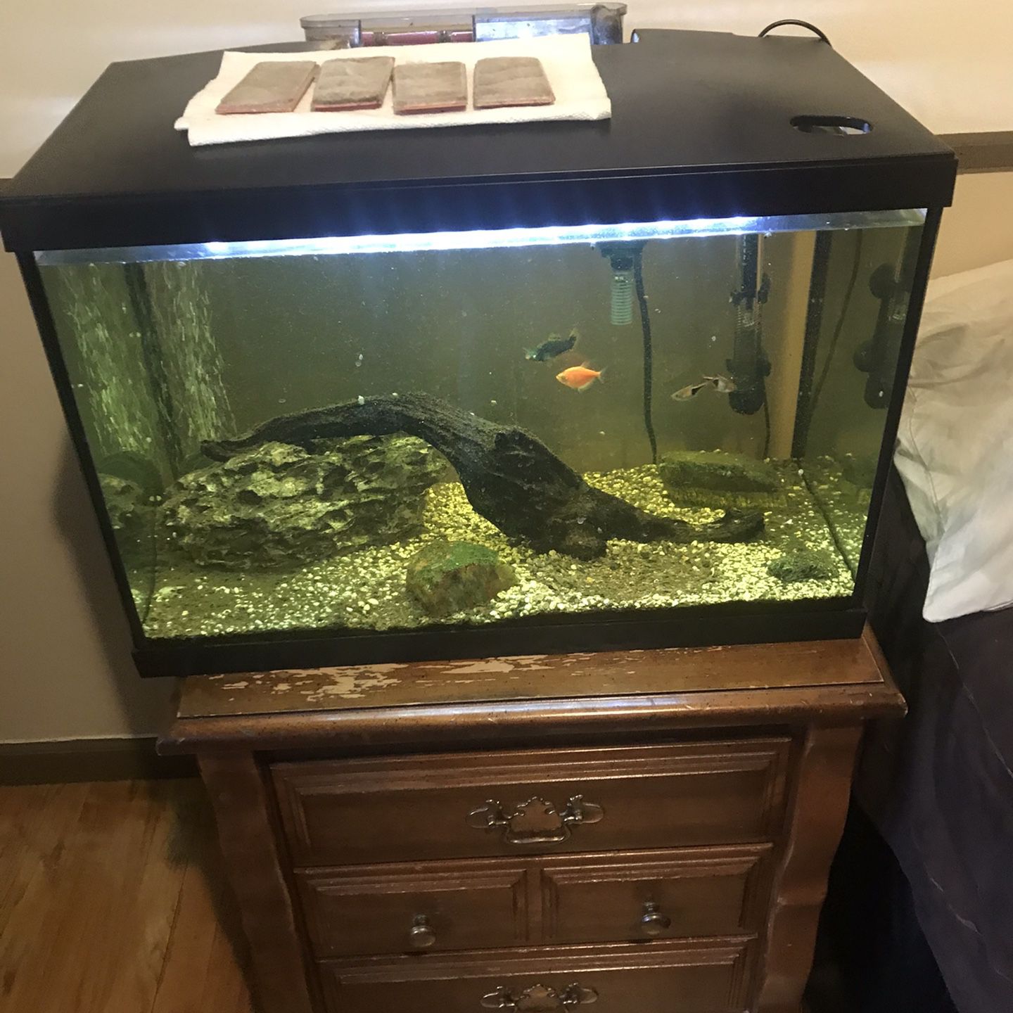 Fish Tank- Not Fish