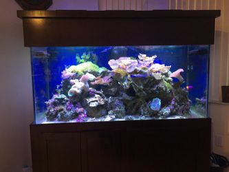180 Gallon Fish Tank For Sale