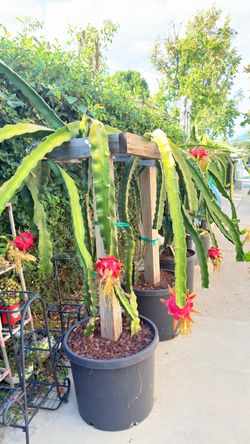 Mature Fruit-Bearing Dragon Fruit Plant With Trellis
