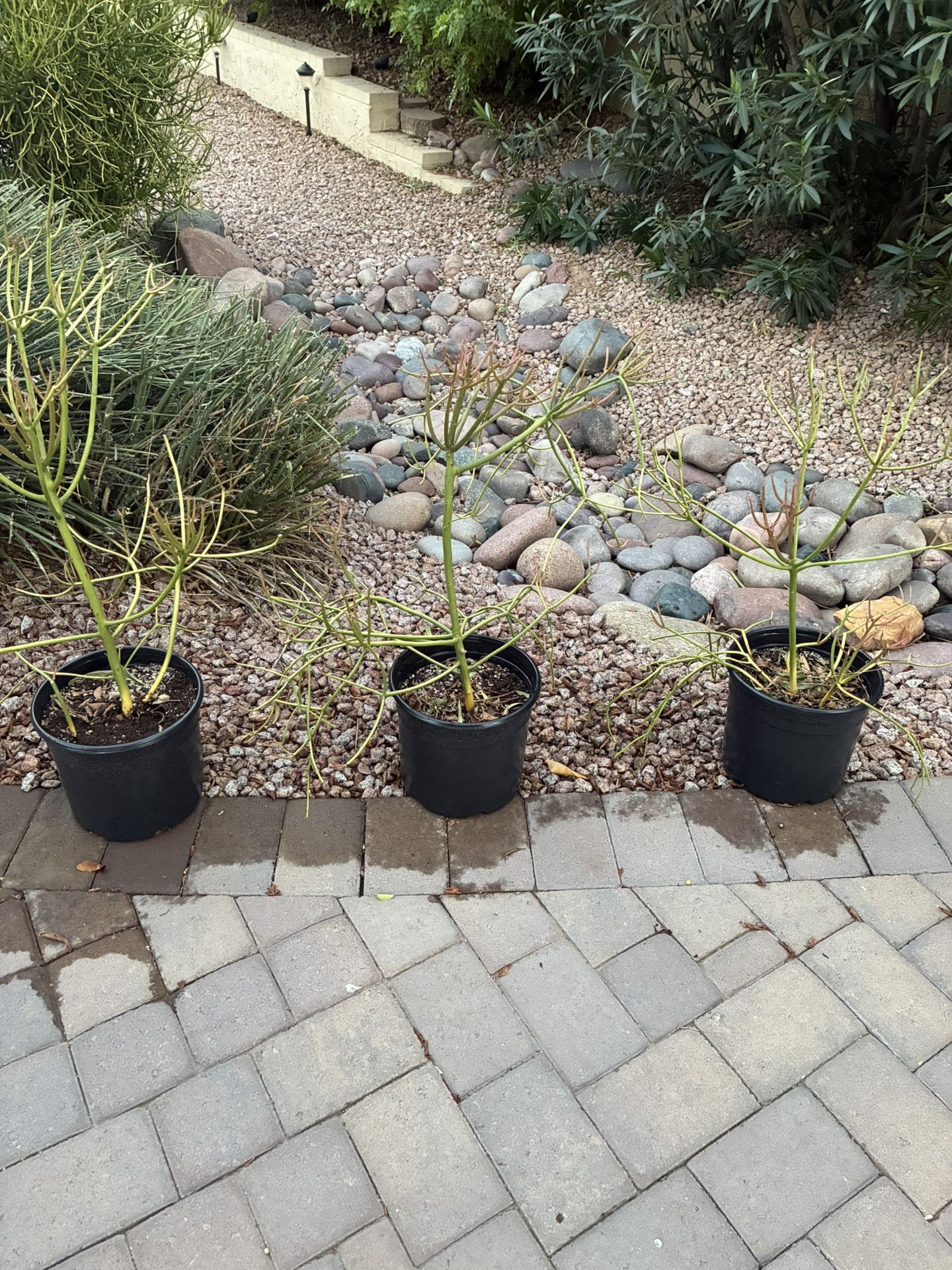 3’ Fire cactus