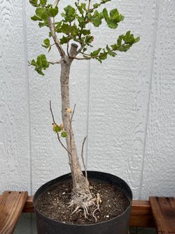 Coast Live Oak Tree Pre Bonsai
