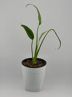 Monstera Burle Marx Flame