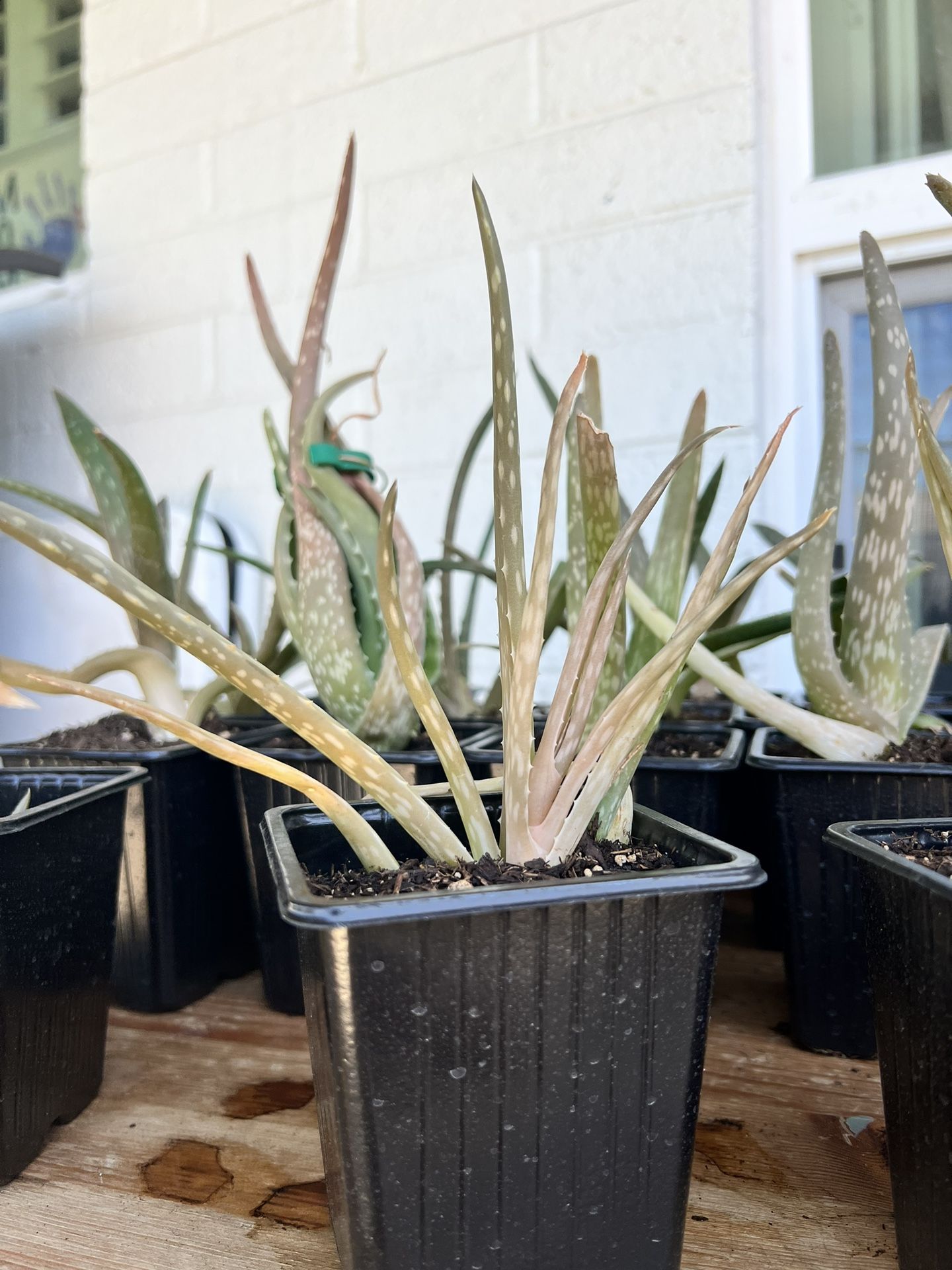 Aloe Vera Succulents