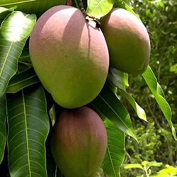 Mango  Tree