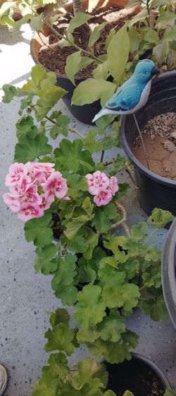 Plantas  $1