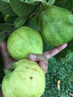 Guabas for juice