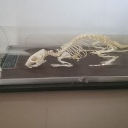 Rat skeleton in display case.