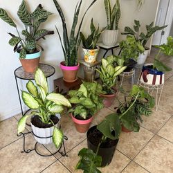 Plants For Sale 20 Each 