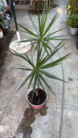 Dracaena