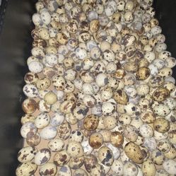 Quail And Quails Eggs