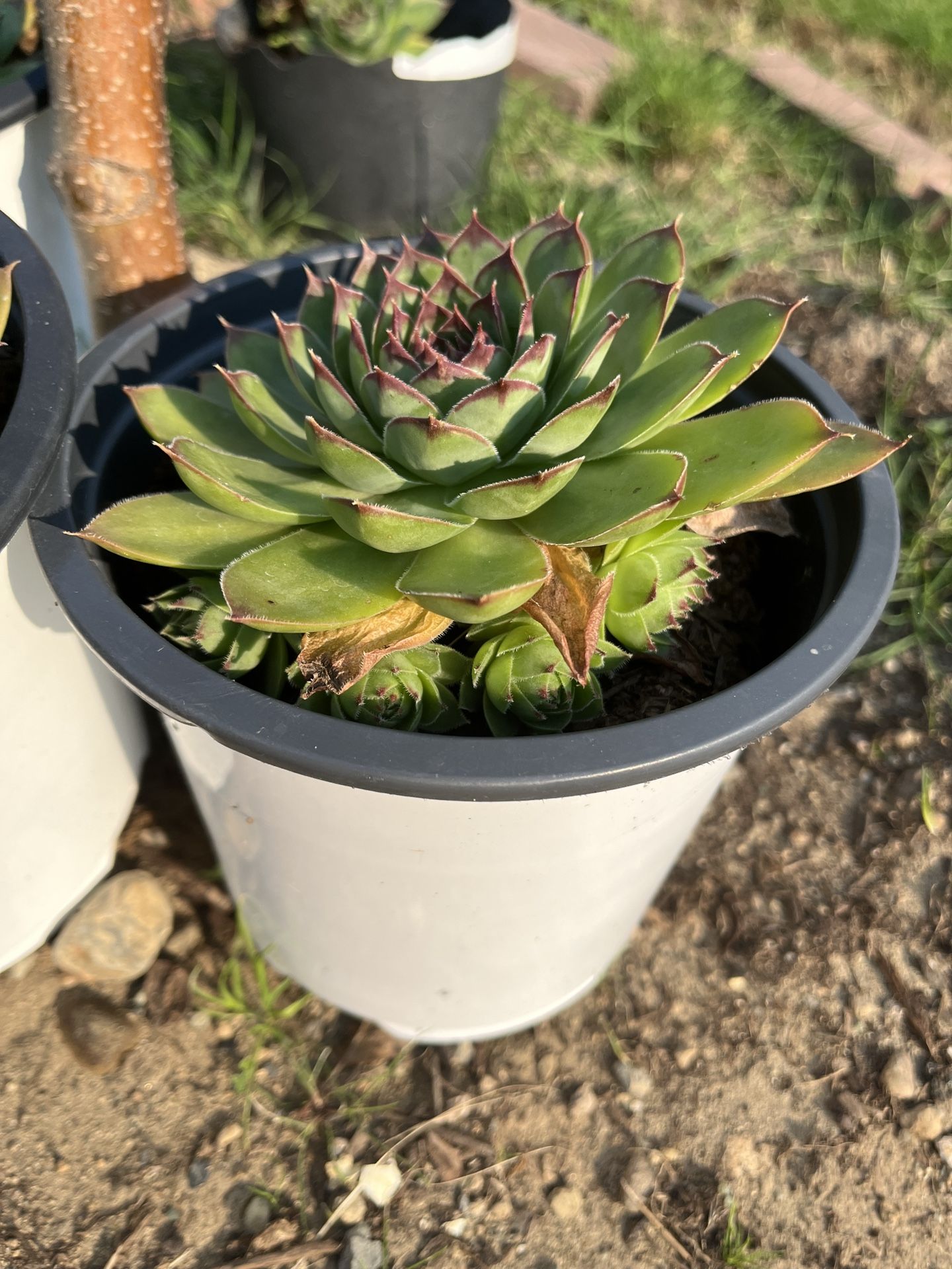 Succulents