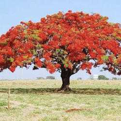 Royal Poinciana 🌳 Trees Plants Each One $20 Flower Red 