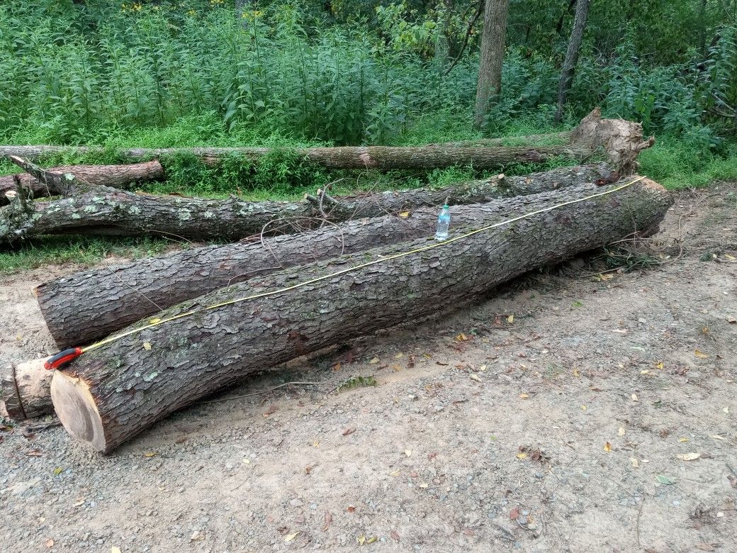 Cherry Tree Log Wood For Lumber Slab Etc