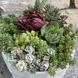 Live outdoor succulent arrangement in white ceramic pot