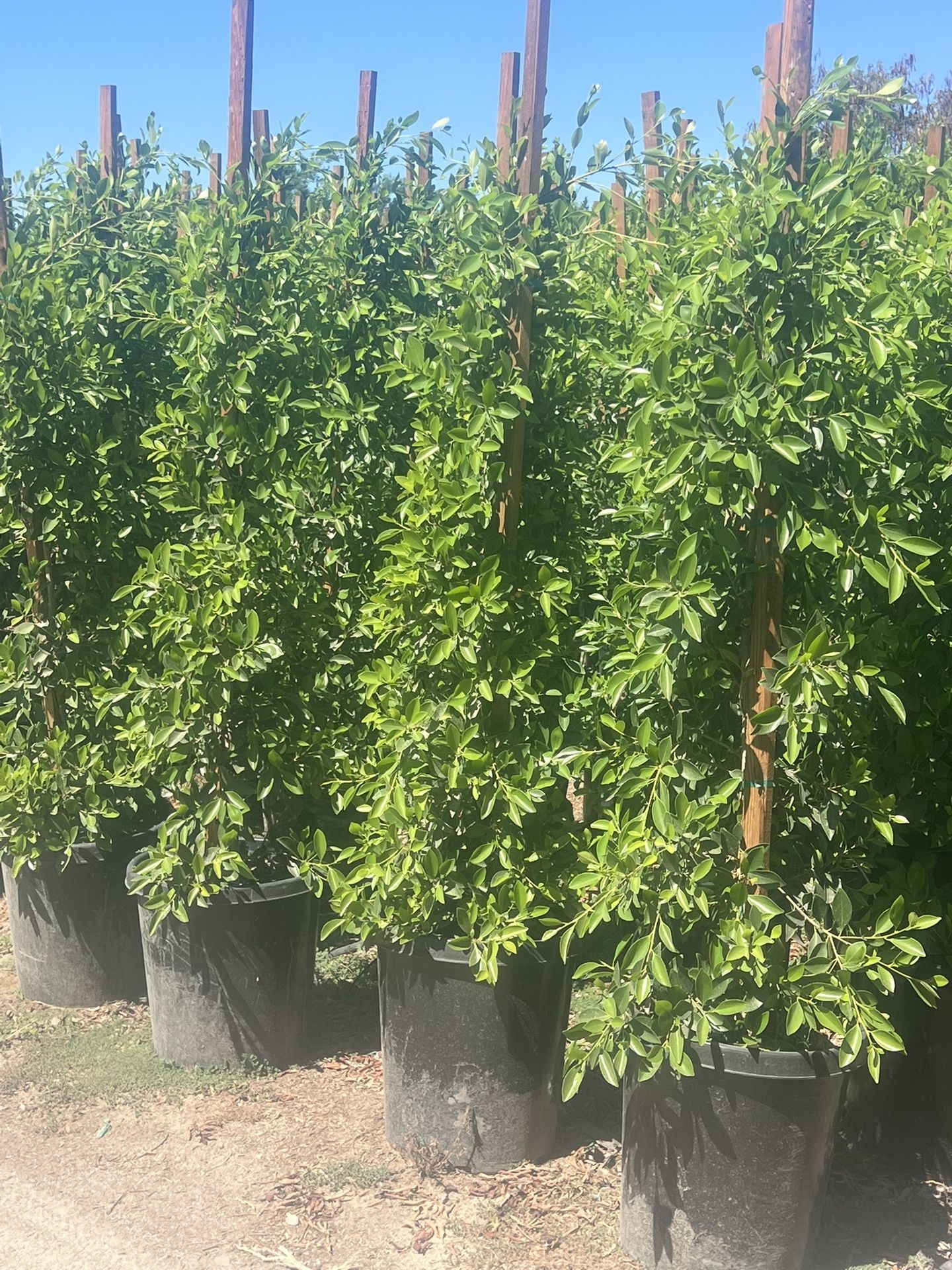 Nitida Ficus   Tree. 🌲 