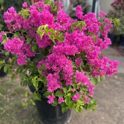 Bougainvillea, Camellina, Veranera, Curazao Double Flowers Beautiful Large Plant, In 15 Gallons Pot Pick Up Only