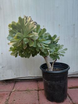 Large Aeonium Succulent Tree in Pot