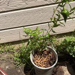 Pomegranate Plant $8