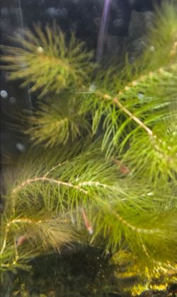 live plants for shrimp tank