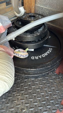 Weight plates