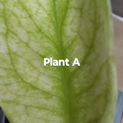 Monstera Mint, White Monster,  Yellow Marilyn