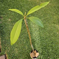 PINK PLUMERIA