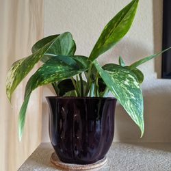 Healthy Beautiful Indoor Plant ( Pothos)
