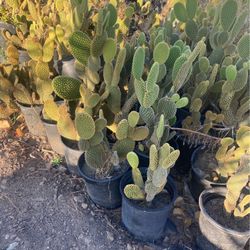 Plants