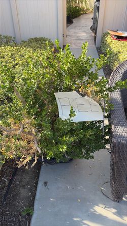 FREE Bush - PENDING PICKUP