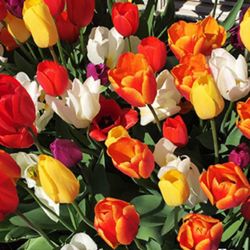 Spring Rainbow Tulip Bulbs Variety 