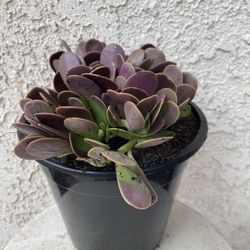 1.5 Gallon Pot Succulent Plant - Kleinia Petraea - Jade Trepador - Rooted & Established - Drought Resistant - 🪴 