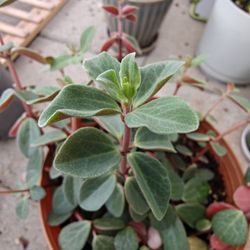 Peperomia Verticillata Plant ☘️