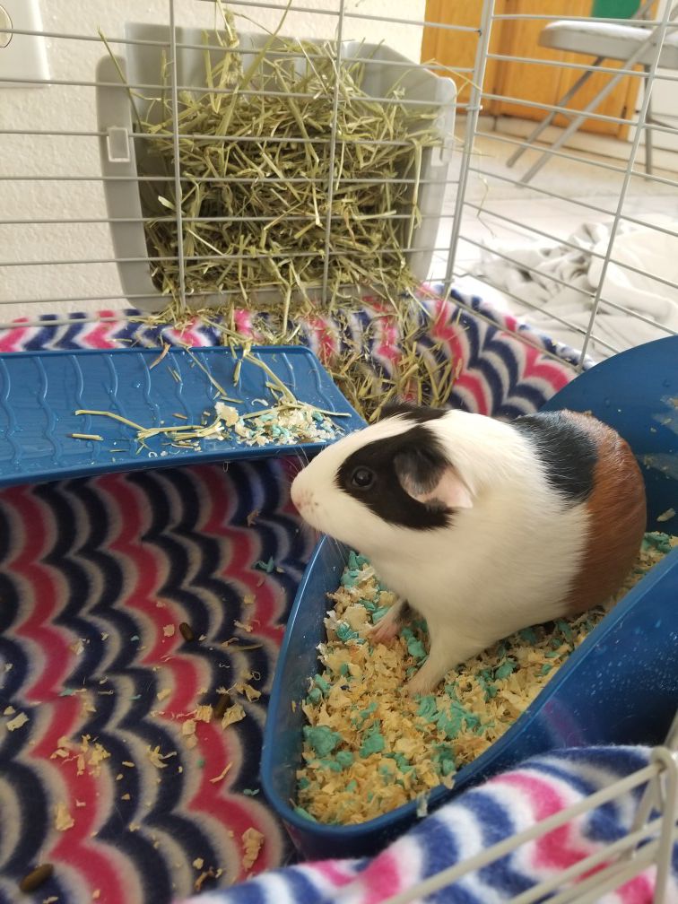 Guinea pig cage and accessories