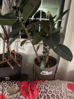 Plants