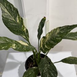 Variegated Peace Lily 