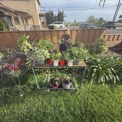 Succulents Blue Cacti $5