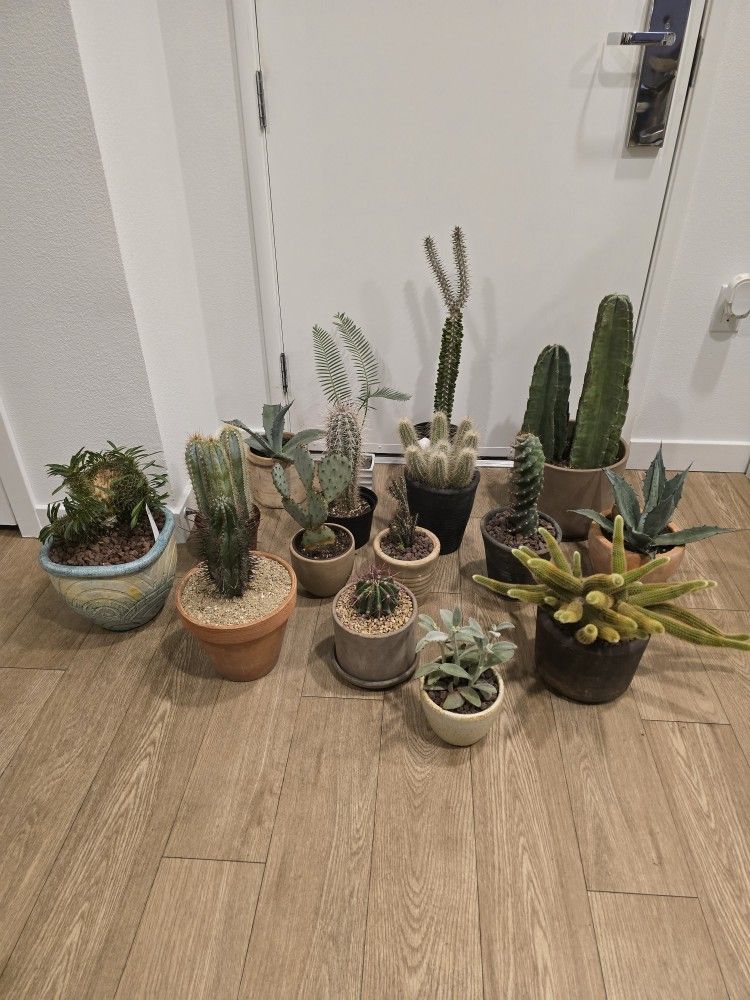 RARE Plants For Sale!!