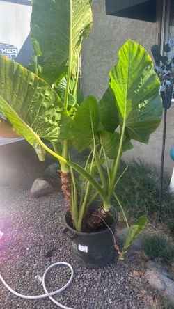 Elephant Ears plant