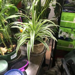 Spider Plant 🪴 In Terracotta Pot