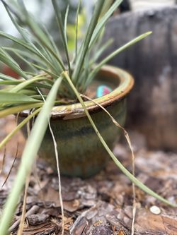Spider Plant