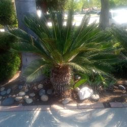 Sago Palm 🌴 $100. Each 